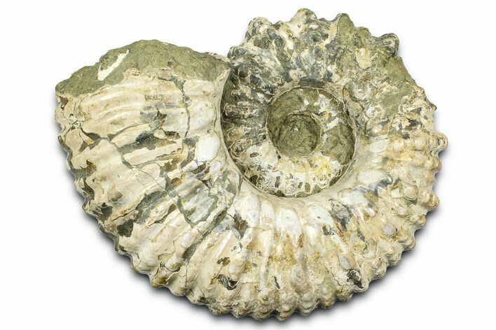 Large, Bumpy Ammonite (Douvilleiceras) Fossil - Madagascar #372688